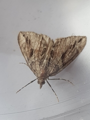 Thera cupressata