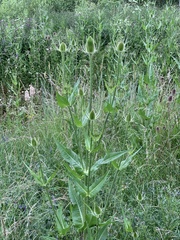 Dipsacus fullonum