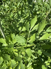 Levisticum officinale