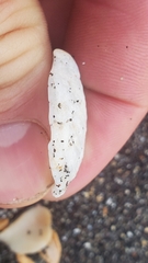Crepidula perforans