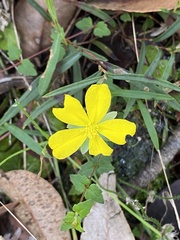Hibbertia cunninghamii