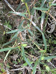 Hibbertia cunninghamii