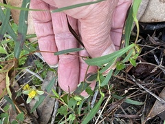 Hibbertia cunninghamii