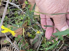 Hibbertia cunninghamii
