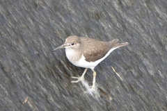 Actitis hypoleucos
