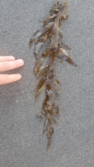 Desmarestia herbacea