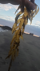 Desmarestia herbacea