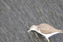 Actitis hypoleucos