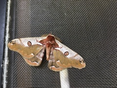Saturnia jonasii jonasii