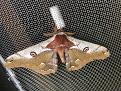 Saturnia jonasii jonasii