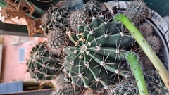 Echinopsis
