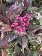 Pseuderanthemum carruthersii