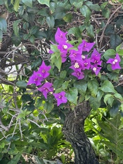 Pseuderanthemum carruthersii