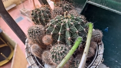 Echinopsis