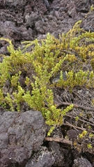 Coprosma ernodeoides