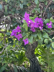 Pseuderanthemum carruthersii