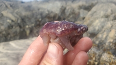 Distaplia alaskensis