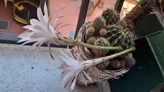 Echinopsis