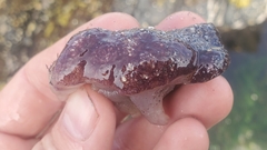 Distaplia alaskensis