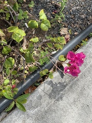 Pseuderanthemum carruthersii