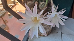 Echinopsis