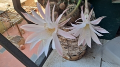 Echinopsis