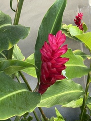 Alpinia purpurata
