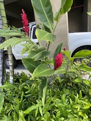 Alpinia purpurata