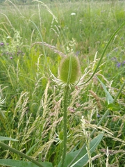 Dipsacus fullonum