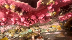 Stylantheca papillosa