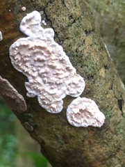 Eichleriella deglubens