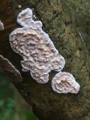 Eichleriella deglubens