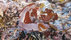 Constantinea rosa-marina