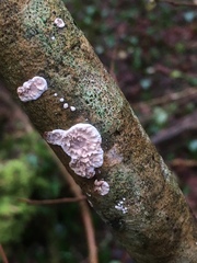 Eichleriella deglubens