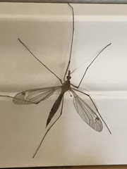 Tipula