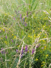 Vicia cracca