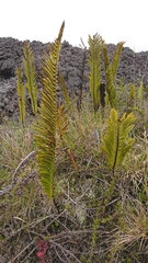 Polypodium pellucidum vulcanicum