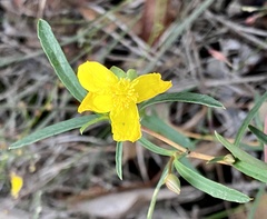 Hibbertia cunninghamii
