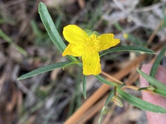 Hibbertia cunninghamii