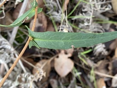 Hibbertia cunninghamii