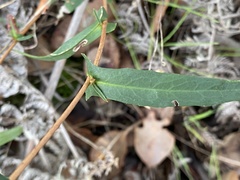 Hibbertia cunninghamii