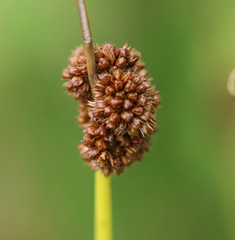 Juncus conglomeratus