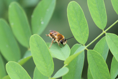 Eucera pekingensis