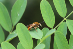 Eucera pekingensis