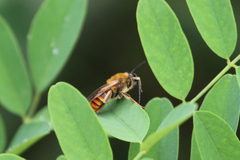 Eucera pekingensis