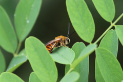 Eucera pekingensis