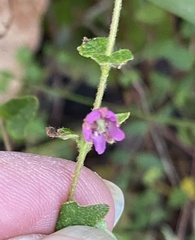 Tremandra diffusa
