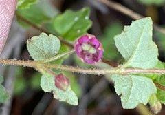 Tremandra diffusa