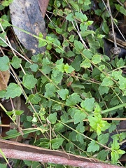 Tremandra diffusa