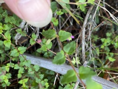 Tremandra diffusa